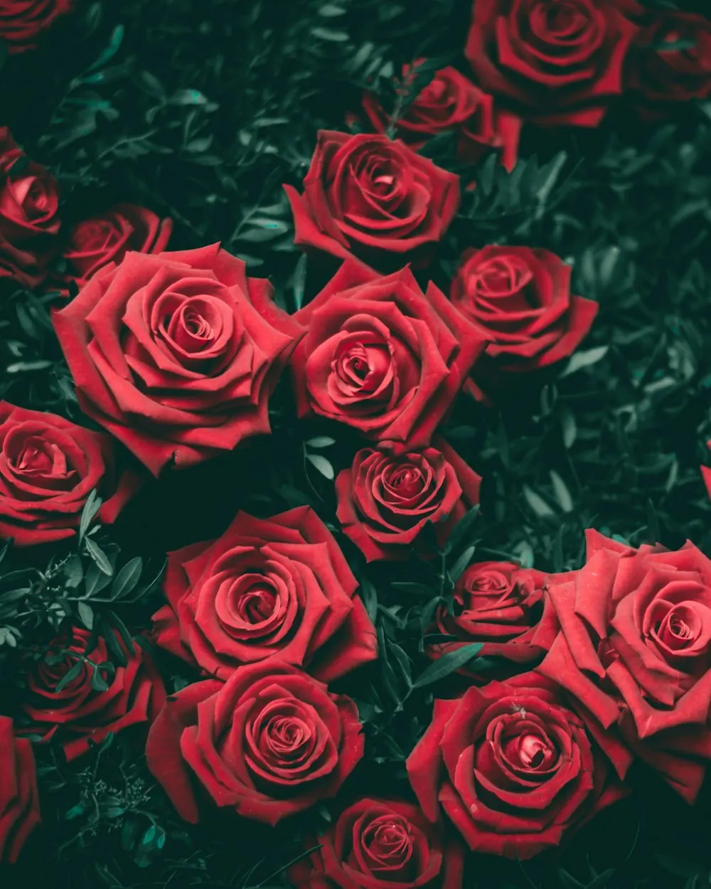 Fresh roses from Koyambedu market, Chennai